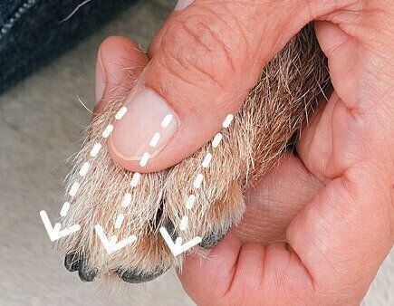 指先をなでられる犬