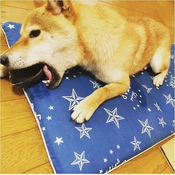 サスケくん