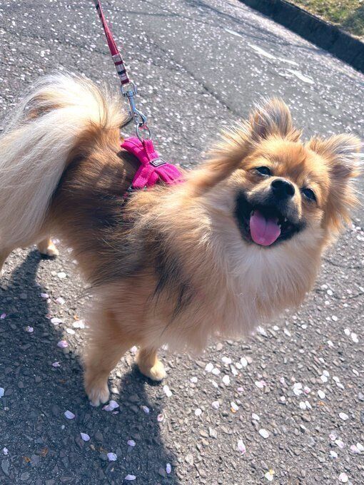 お散歩中のポメラニアン