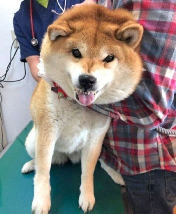 険しい表情をするハナちゃん