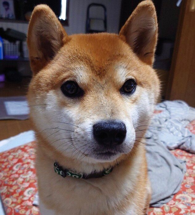 成長した慎之介くん