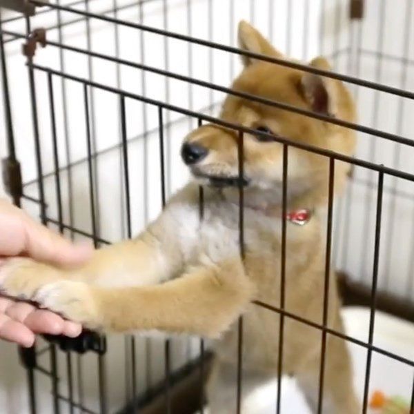 飼い主さんに媚びを売る柴犬