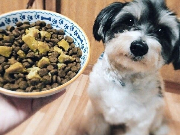 ご飯待ちのハクちゃん