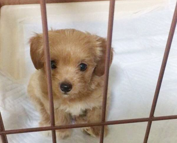 見つめる犬