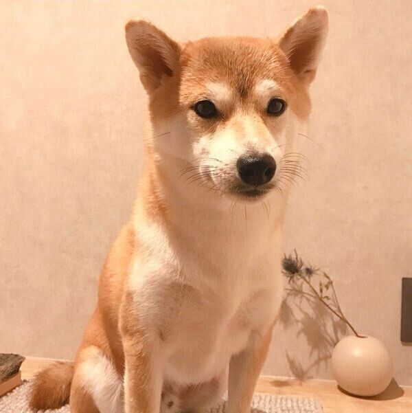 見つめるこまちゃん