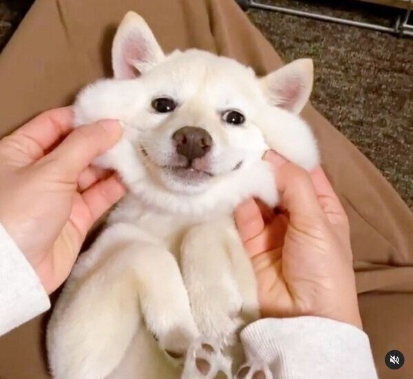 もちもちなモチ代さん
