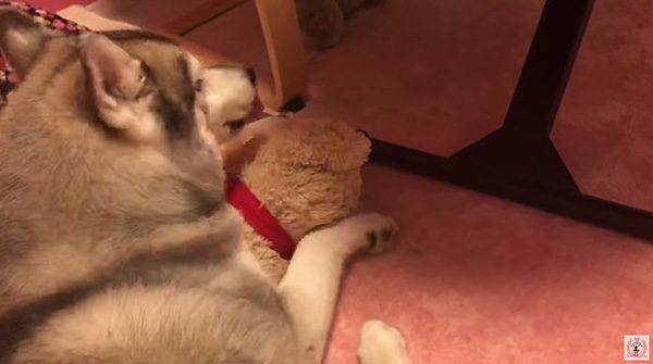 ぬいぐるみを抱くシベリアン・ハスキー