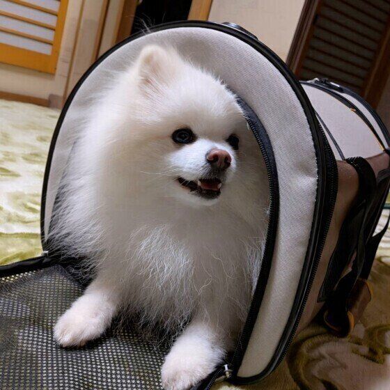 ����꡼�Хå������äƽ���OK��