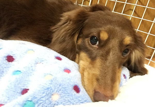 見つめるミニチュア・ダックスフンド