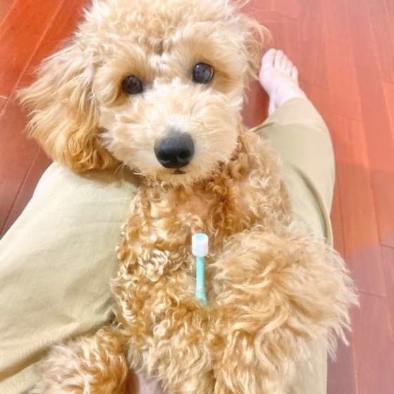 プードル