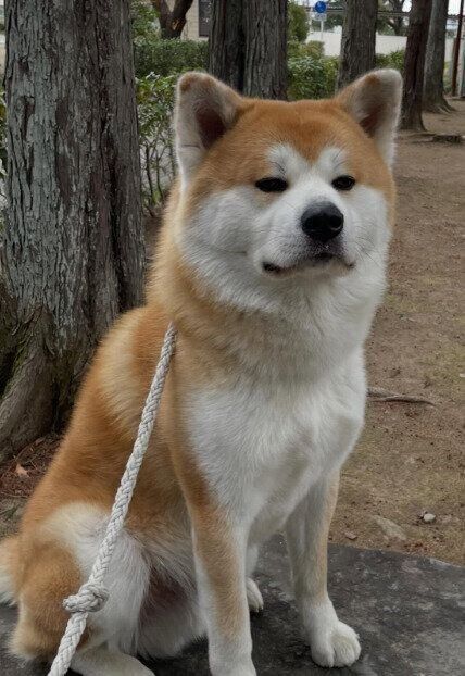 1才3カ月の秋田犬