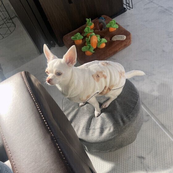 ソファにジャンプしようとするチワワ