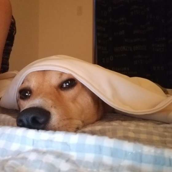見つめる犬