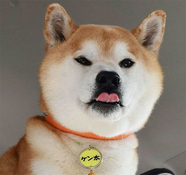 見つめる柴犬