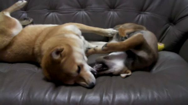 ケンカする犬
