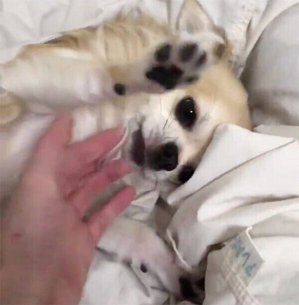 飼い主さんの帰宅を歓迎するちくわくん