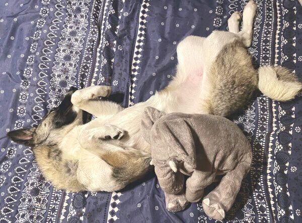おなかを出して眠るととちゃん