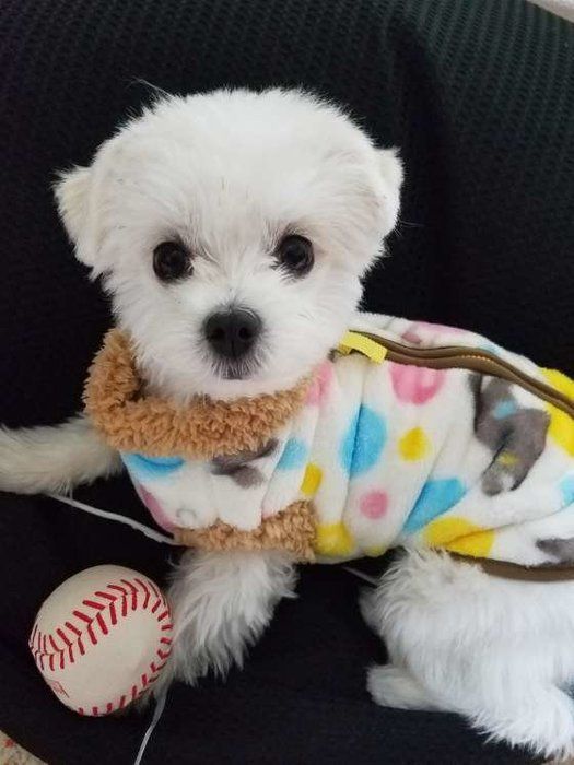 ミックス犬