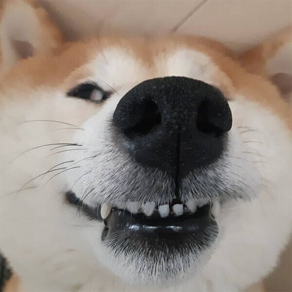でへでへしちゃう茶々丸くん