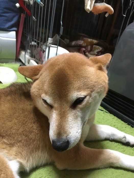 ウミちゃん