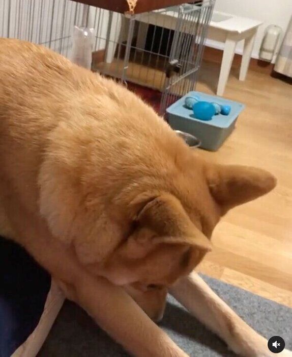 飼い主さんの膝の上に乗る朔太郎くん