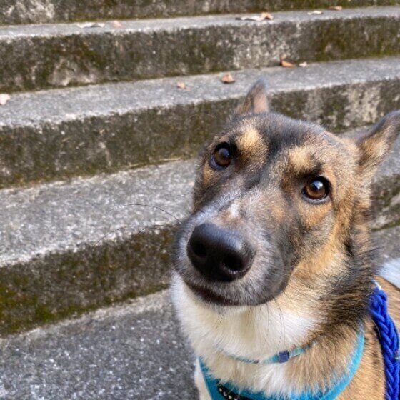 運動量が落ちたシニア犬、お散歩で気を付けることは? いぬのきもち