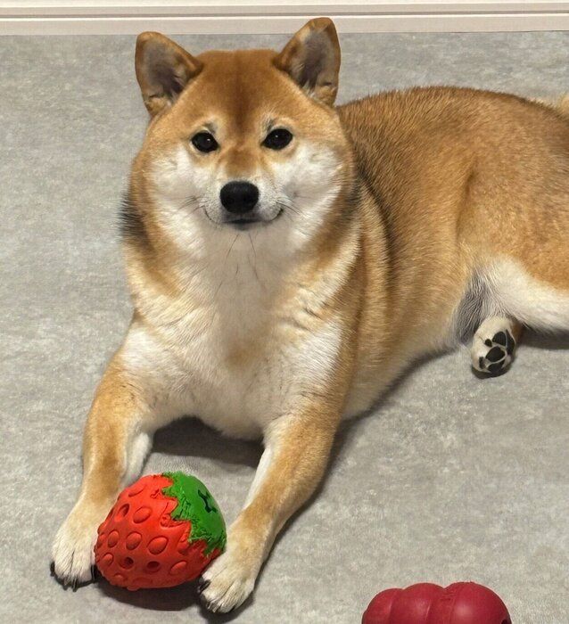 見つめるスズちゃん