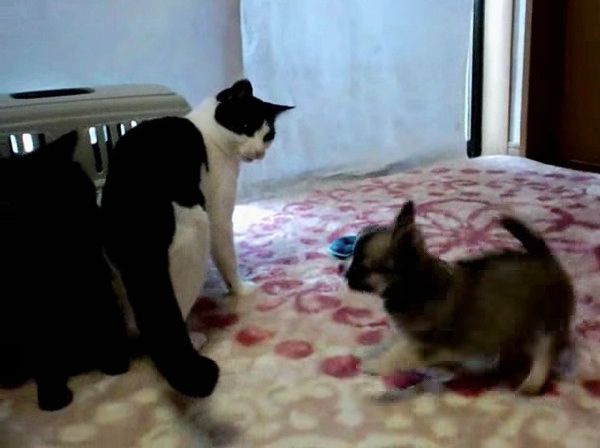 先輩猫