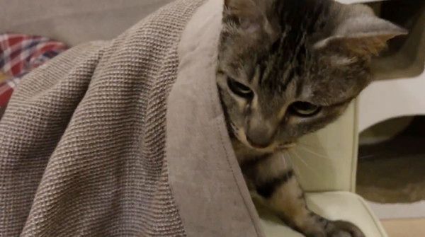 寝起きの猫