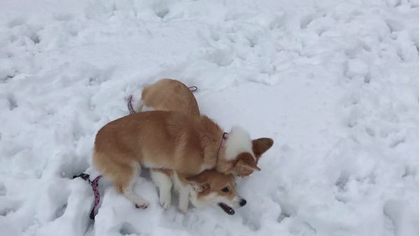 雪あそび