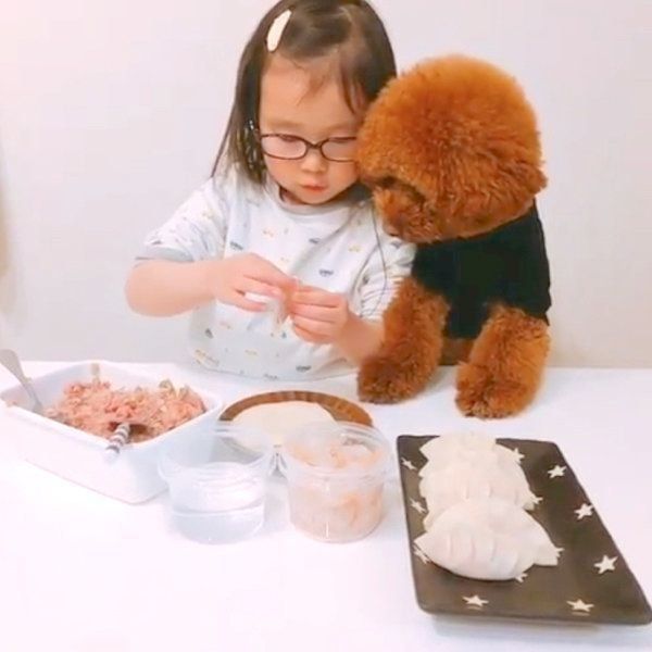 餃子作りを見守るトイ・プードル