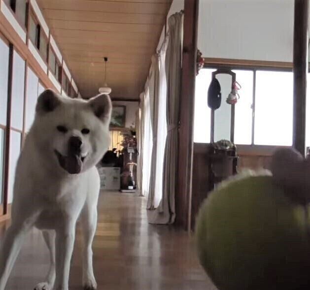 秋田犬のボール遊び
