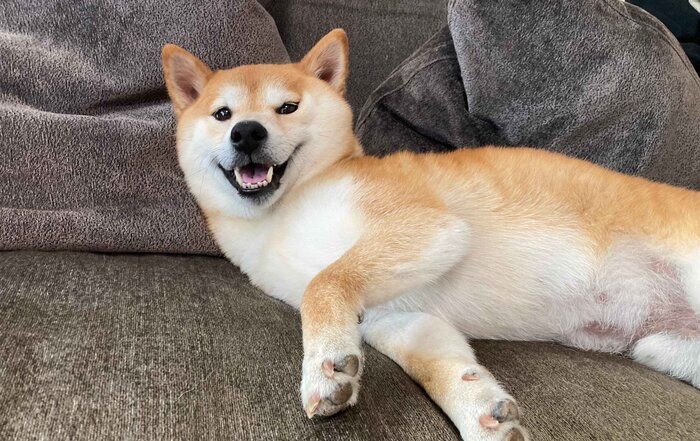 ソファでくつろぐもちくん