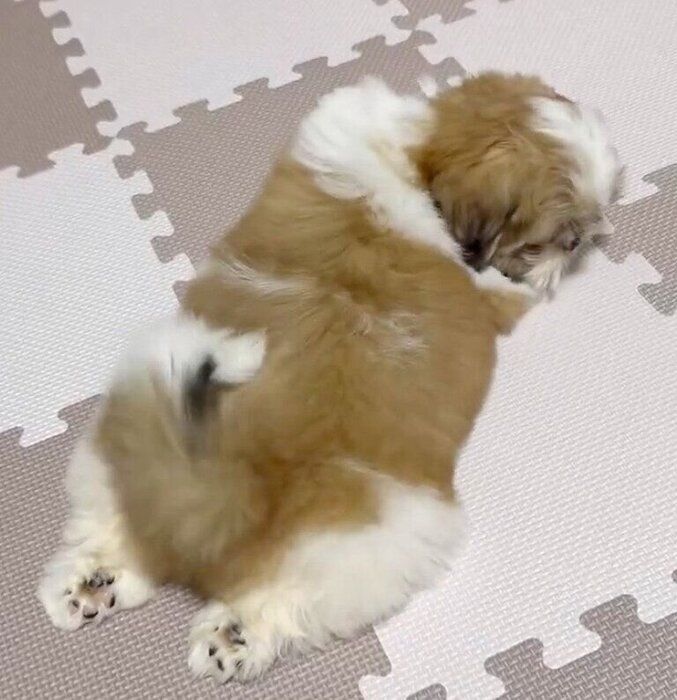 フセをしながらしっぽを振るイルくん