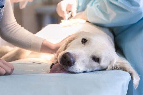 治療を受ける犬