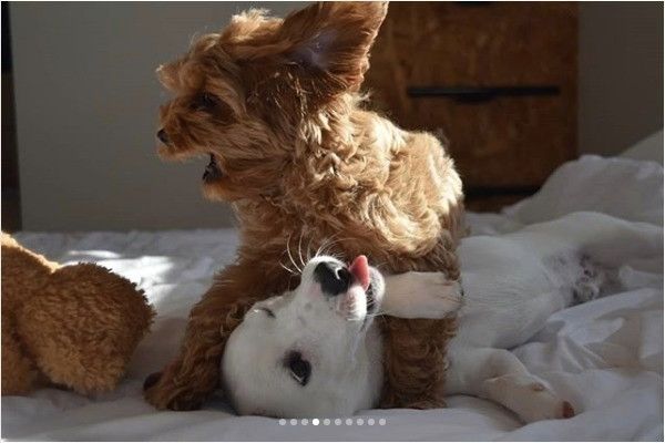 ワンコのぬいぐるみ争奪戦