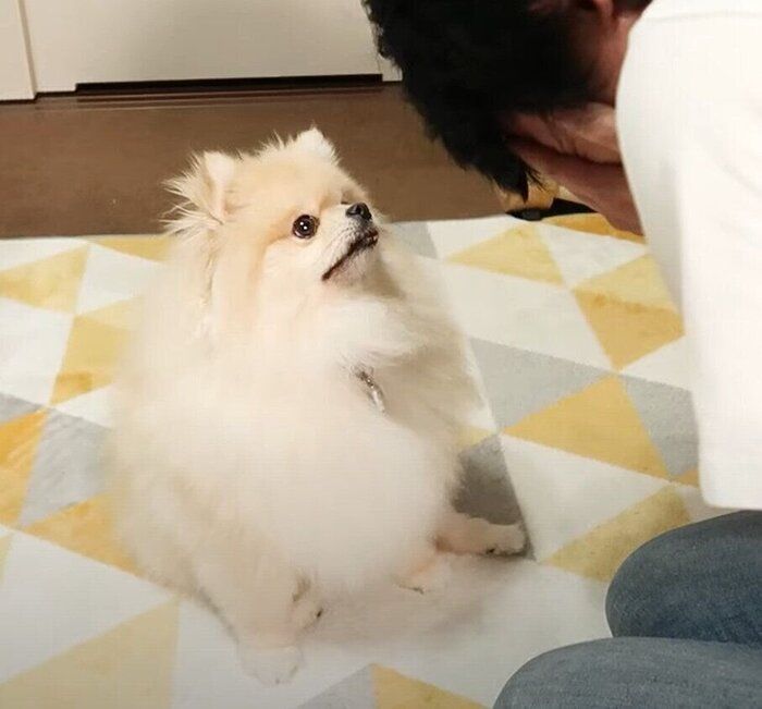 ポメラニアン モチちゃん