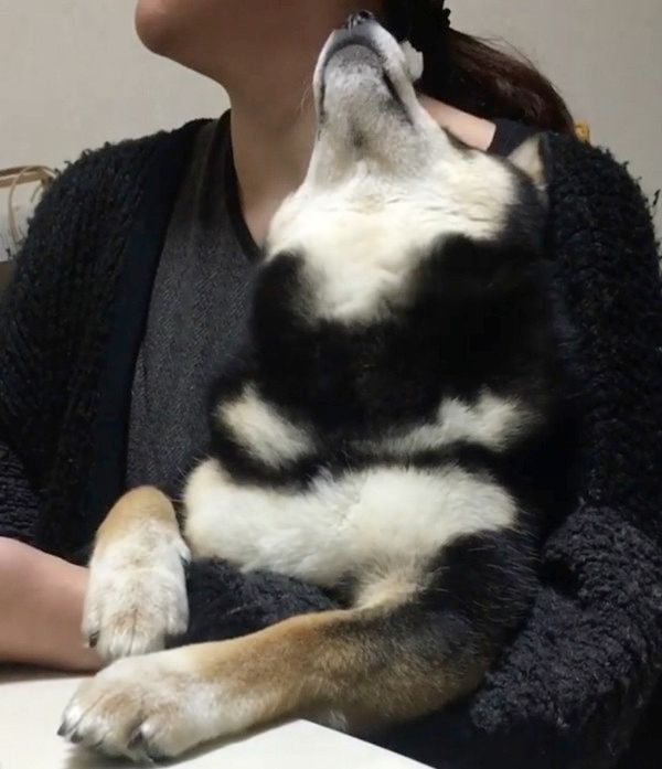サイレントおねだりする柴犬
