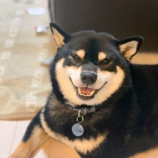 微笑む柴犬