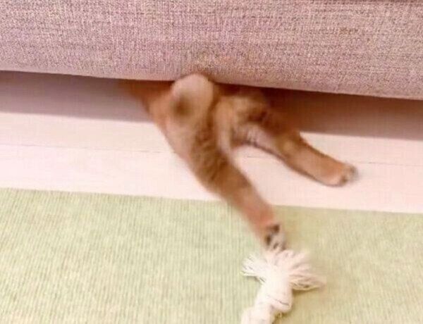 飼い主さんと綱引きをするぽたちゃん