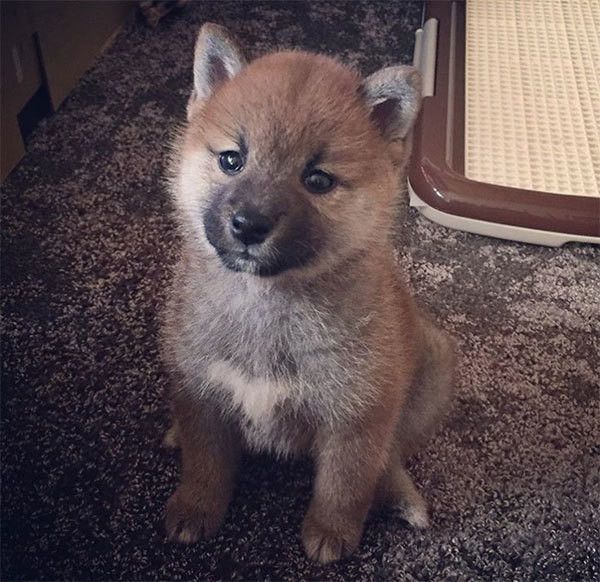 見つめる柴犬