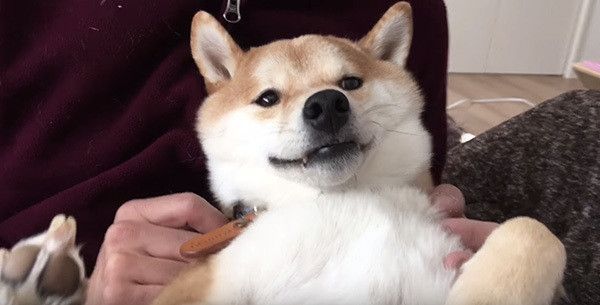 くつろぐ柴犬