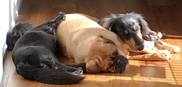 眠る犬たち