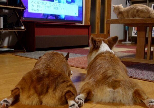 テレビ画面を見つめるちいくん、むうちゃん、ととろちゃん