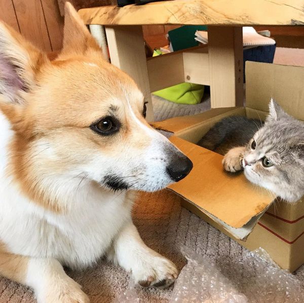 仲良しなコーギーとマンチカン