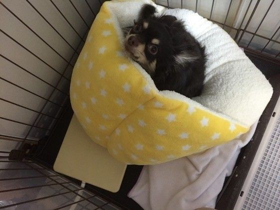 チワワ