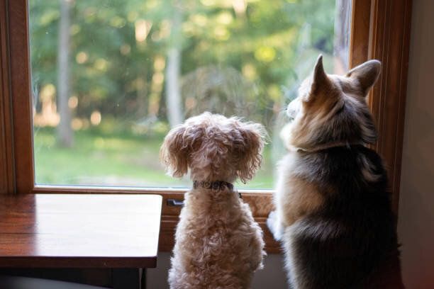 犬の窓
