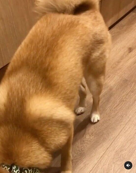ごはんを食べるぽんたくん