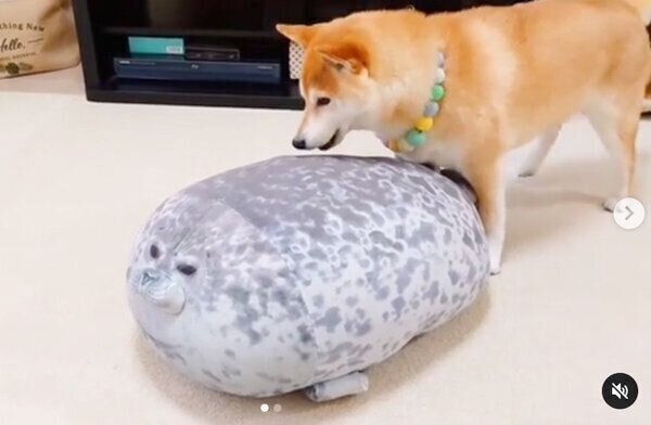 寝る場所を探すチャーミーちゃん