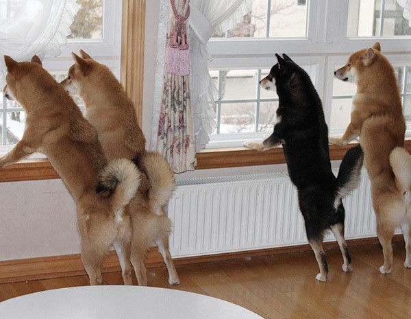 見つめる柴犬
